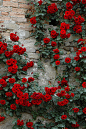攀援的蔷薇花，惊心动魄的红