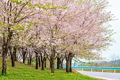 贵州贵阳安顺平坝樱花林和一条公路图片下载