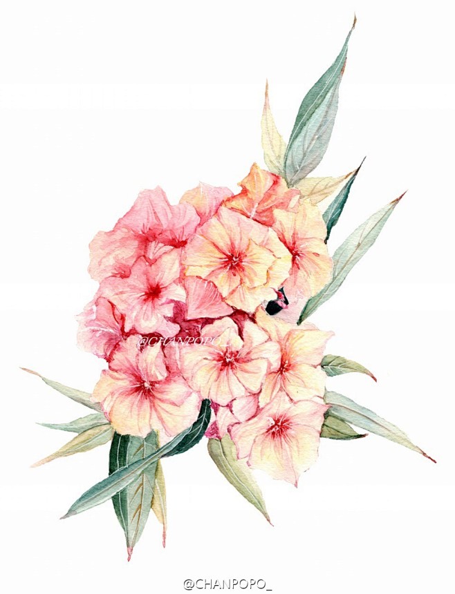 一组花卉