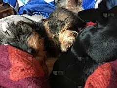 奥利和comète打瞌睡