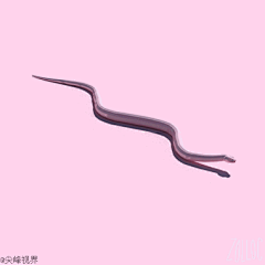 WenVio采集到动物