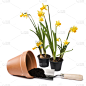 园艺,垂直画幅,无人,泥土,背景分离,工具,特写,仅一朵花,春天,植物