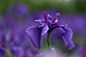 Takashi Imaoka_Purple Iris