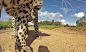 南非好奇小美洲豹迷上相机把玩不停(组图)
