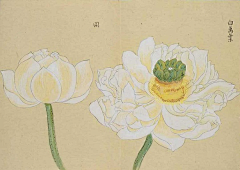 潘志勇采集到花