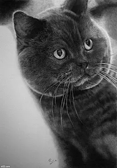 仿佛黑白照片般的铅笔画猫咪，艺术家Paul Lung插画作品欣赏 国外插画 插画 猫咪 铅笔画 黑白系列 | 爱图小站 oi22.com