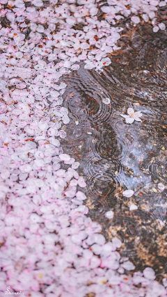 ベ假、象╮采集到风景