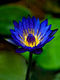 睡莲 - 你我觅 - niwomi.com