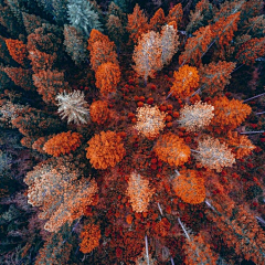 黑嘿黑K采集到花-自然