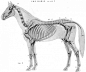 动物骨骼肌肉解剖图：狗，狮，马 1280PX[30P] (15).jpg