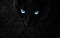 #Black Cat | Wallpaper No. 112866 - wallhaven.cc