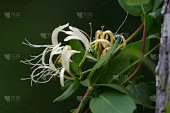 蜂蜜吃奶