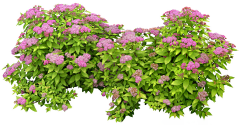 6PKZMT6G采集到植物装饰png