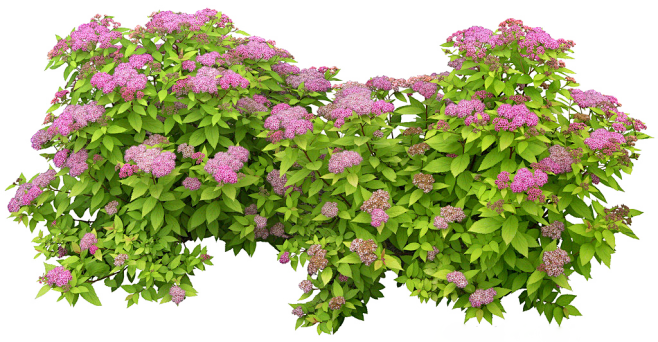 花丛5