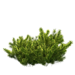 失忆qq采集到花花草草PNG