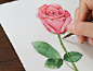 candy田 水彩 画一支粉粉的玫瑰~-candy田_水彩教程 植物 过程_涂鸦王国插画