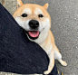 狗狗 表情包_百度图片搜索