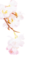 桃花樱花png (1)