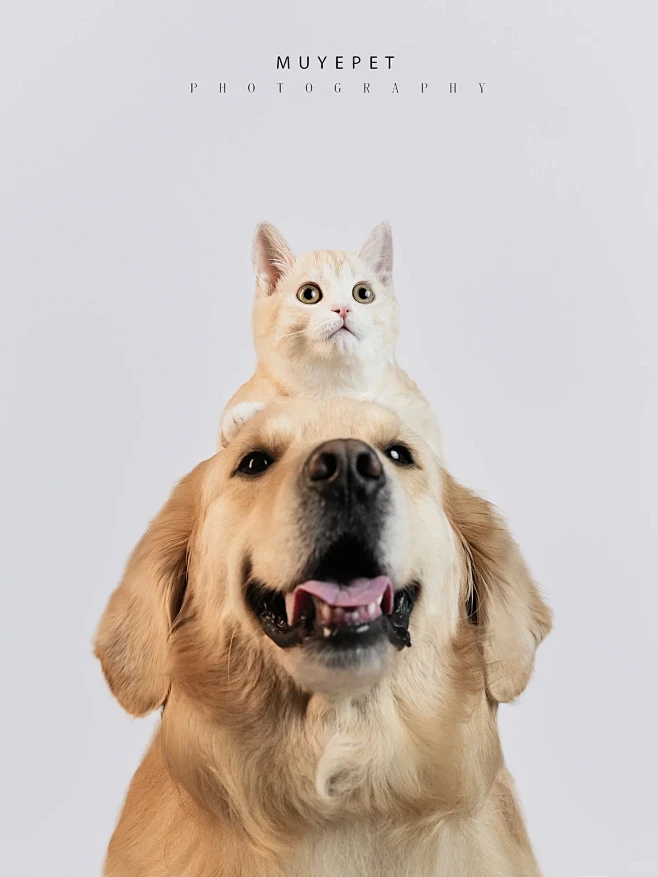 猫狗双全 快乐就是这么简单-花瓣网