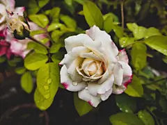 玫瑰花高清摄影素材