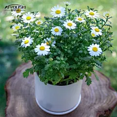 白晶菊_百度图片搜索