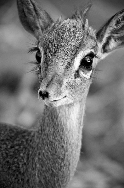 dear deer~