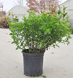 AT·sweet采集到冬季花境植物(成都惠美花境)