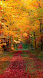 Autumn Forest: 