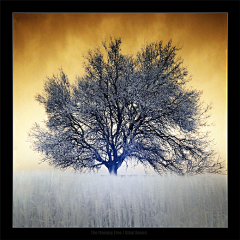 Liwenxuang采集到50 Beautiful Examples of Tree Ph