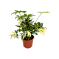 花叶鸭脚木