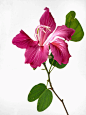 绘画素材：洋紫荆花 - 小红书