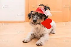 杰克拉瑟短腿犬,动物嘴,狗,可爱的,心型,两只动物,发型,粗糙的,老年人,运送