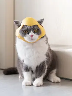 点击来源直接获取大图文件 |British Shorthair cat wearing a helmet made of grapefruit skin