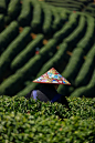 茶园里采茶的女人照片下载