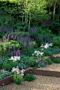 Harpur Garden Images Ltd :: Marcus Harpur A Garden for First Touch at St George's Sloping garden of green foliage. A slope with dense planting of colourful purple blue perennials and grasses including salvia nemorosa. Corten steel step risers with gravel 