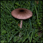 Mushroom parade... : Mushroom parade along the road...