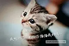 猫喊老公表情包下载|老公我饿了要抱抱猫咪搞_360图片