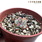 花月夜 [Echeveria pulidonis] 多肉植物 景天 迷你盆栽