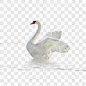 白色天鹅其他PNG图片➤来自 PNG搜索网 pngss.com 免费免扣png素材下载！