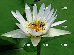 莉莉 花卉背景 美丽的花朵 花 花壁纸 蜜蜂 自然