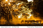  Golden Light in the stables