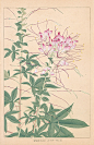 Chigusa Soun Flowers of Japan Woodblock Prints 1900