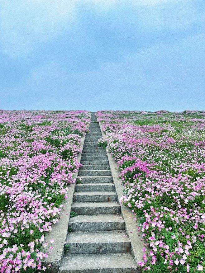花 (1)