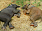 赞比亚大象孤儿院的两个孤儿——Suni（7个月）和Zambezi （6个月）在阳光下午睡。该项目旨在救助大象孤儿，待它们恢复以后放归到野外。