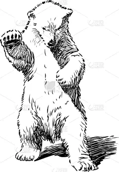 熊,冬天,白色,自然,野生动物,野外动物,图像,请求,站,写实