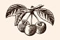 A branch of a tree with leaves and three cherries vector drawing isolate on a beige background