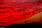2016年12月05日，广西壮族自治区桂林市全州县上空出现大面积罕见壮观、唯美绚丽的“火烧云”映红天际，令人叹为观止。王滋创/视觉中国