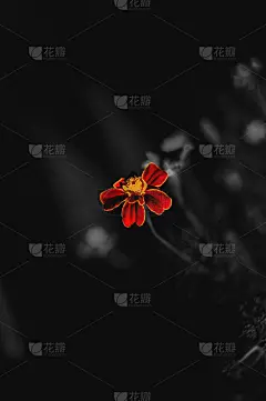 红花孤立，图片为手机壁纸和网站背景。