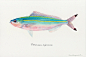 鱼之恋 | 日本艺术家 Yusei Nagashima 的水彩画