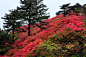 湖北麻城龟峰山风景区杜鹃花海图片 - 武汉 - 高楼迷论坛